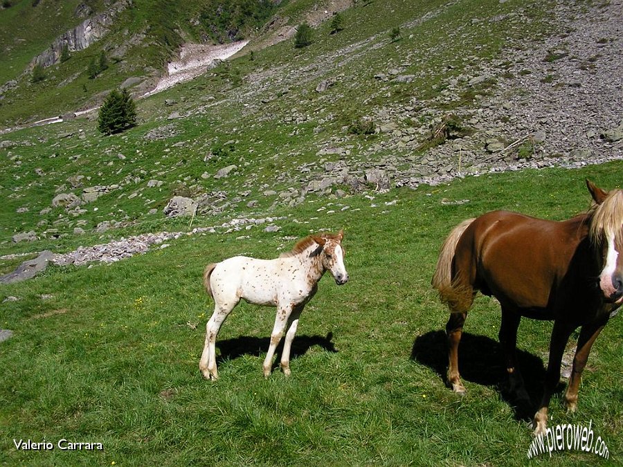 (3) Meraviglioso Puledro.jpg